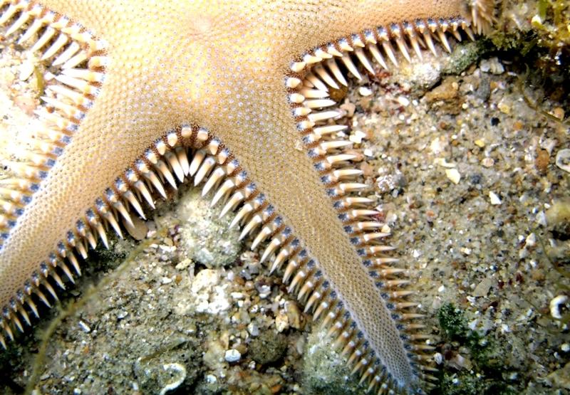 Astropecten platyacanthus (Philippi, 1837)